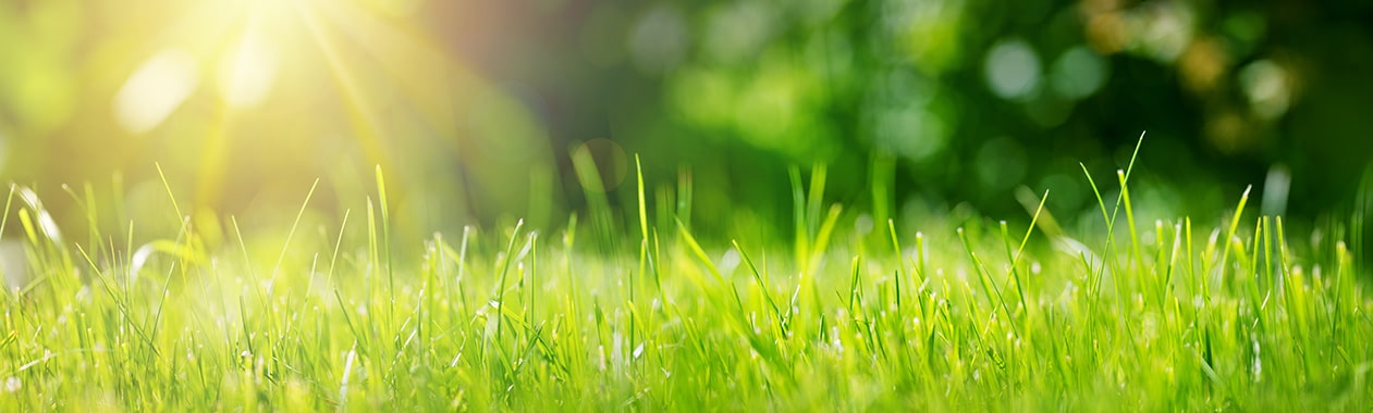 ndis community lawn care